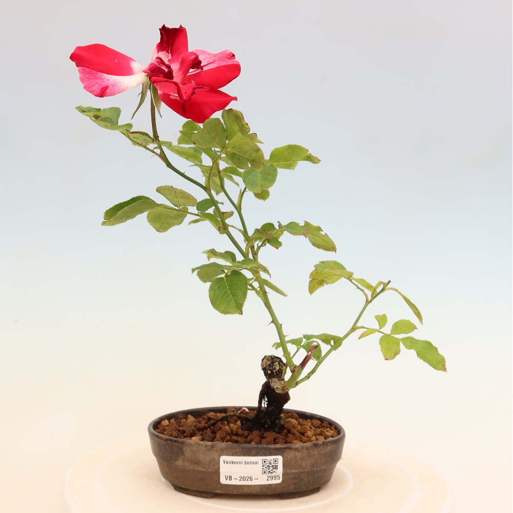 Vonkajšie bonsaje – Rosa Kordes – ruže