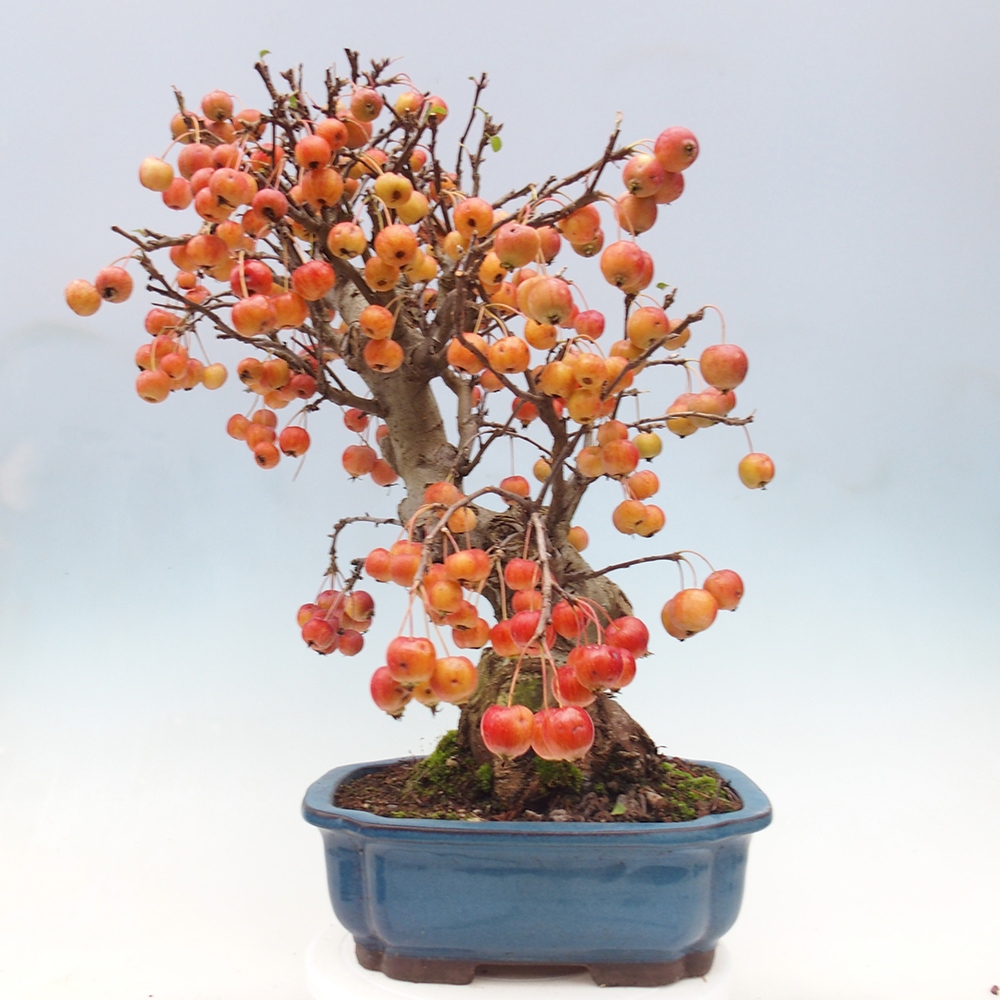 Vonkajší bonsai -Malus halliana - Maloplodá jabloň