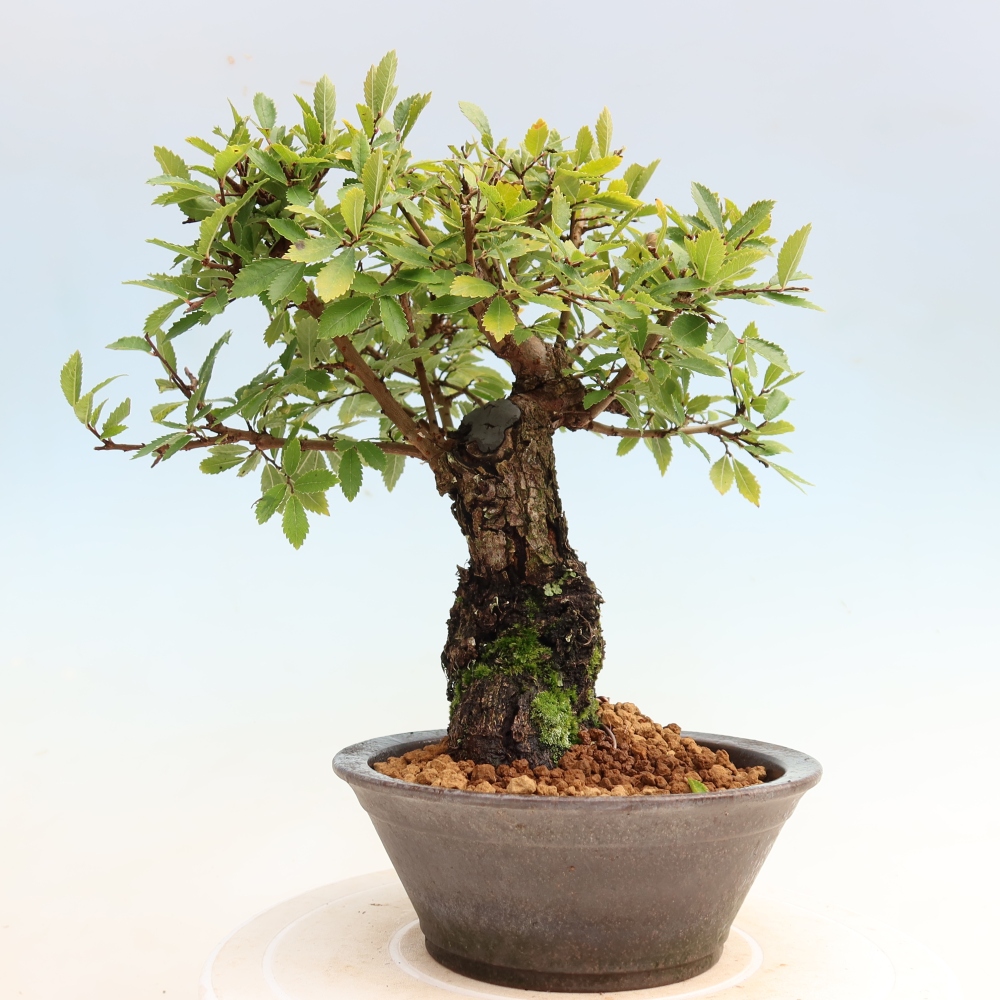 Vonkajšie bonsaje - Zelkova - Zelkova NIRE