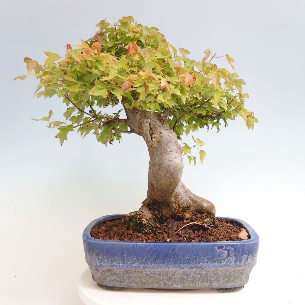 Vonkajšie bonsai - Javor Buergerianum - Javor Burgerův