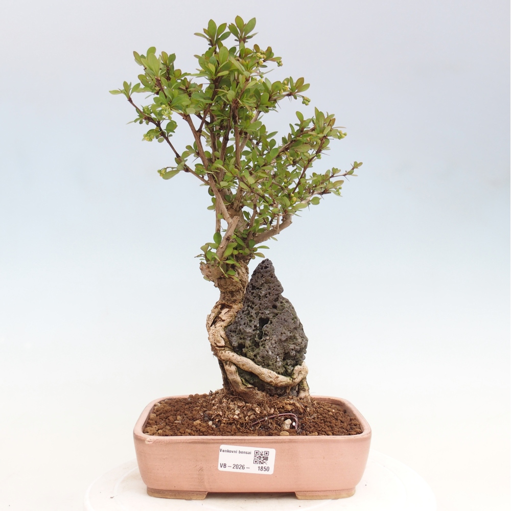 Vonkajšie bonsaje - Berberis coreana