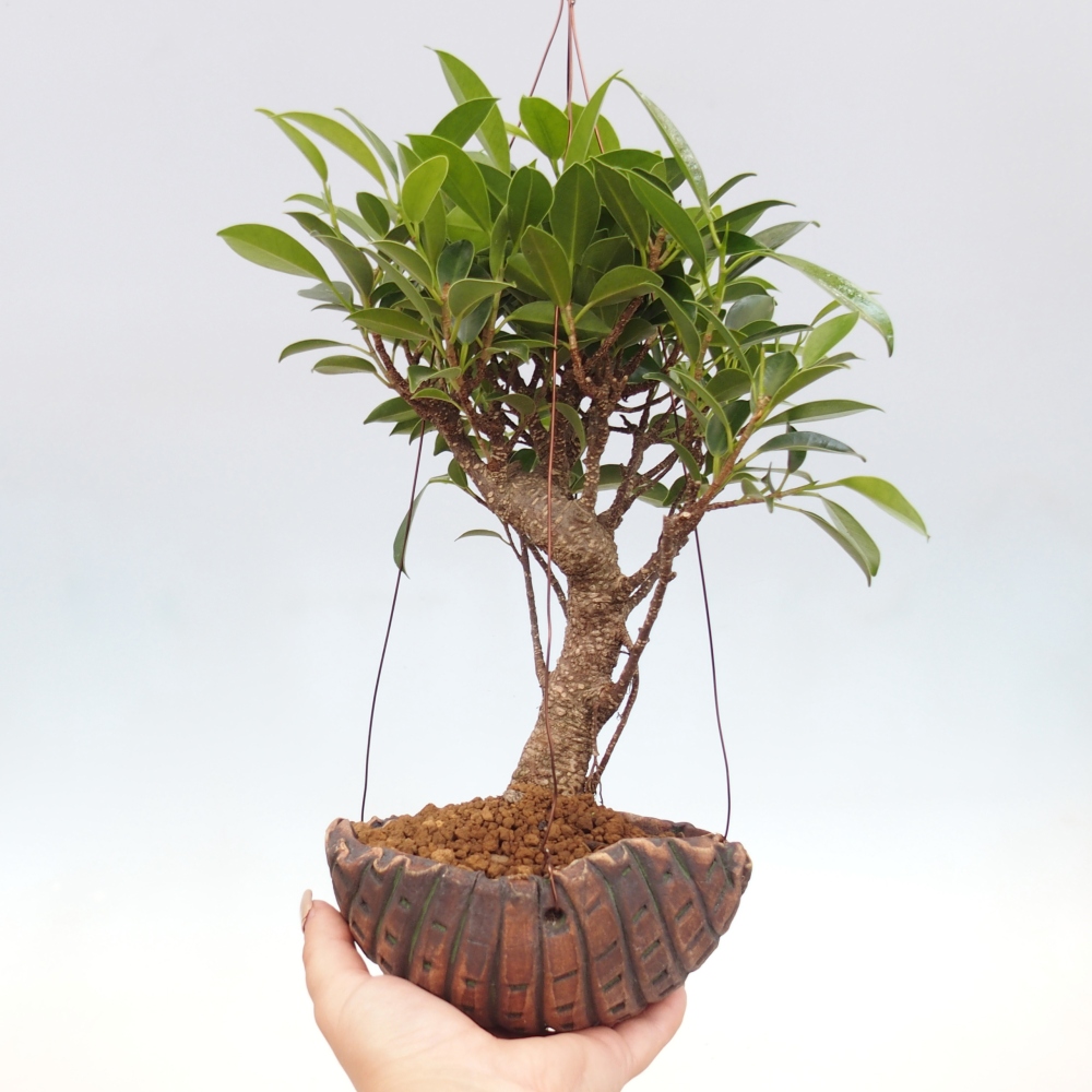 Kokedama v keramike - malolistý ficus - Ficus kimmen