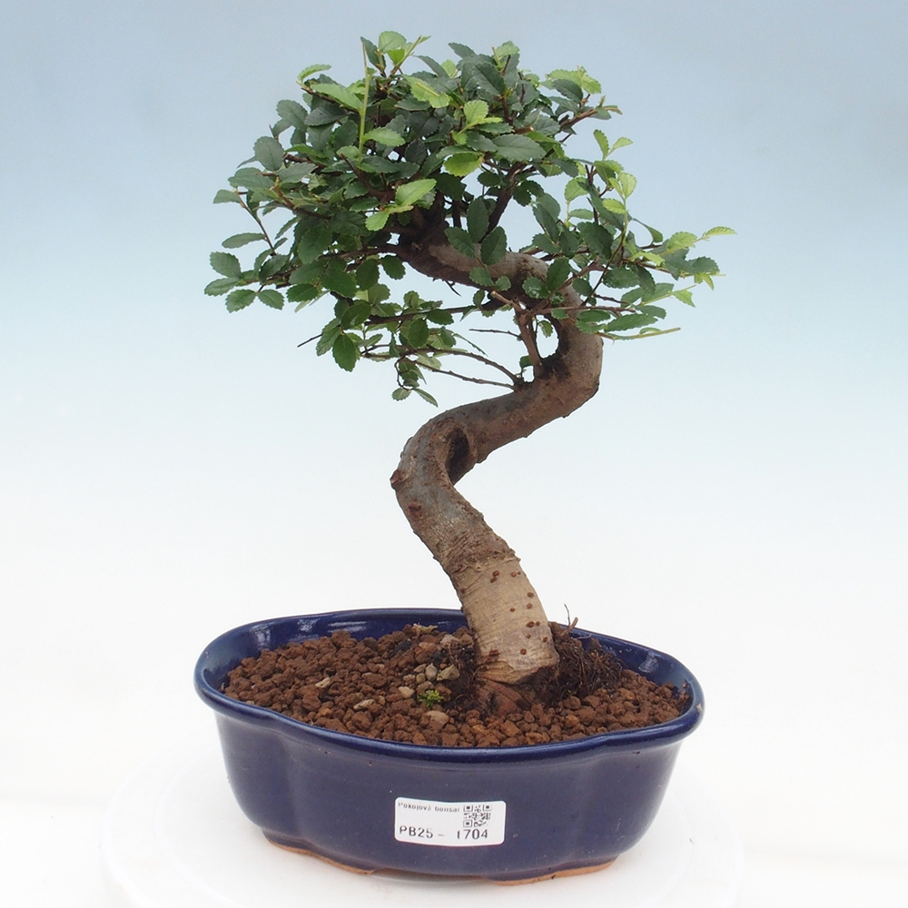 Izbová bonsai-malolistá brest 