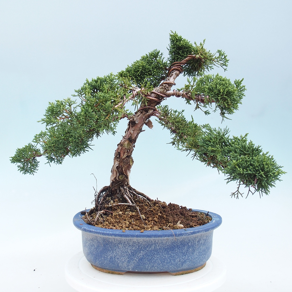 Vonkajšie bonsai - Juniperus chinensis Kishu -Jalovec čínsky