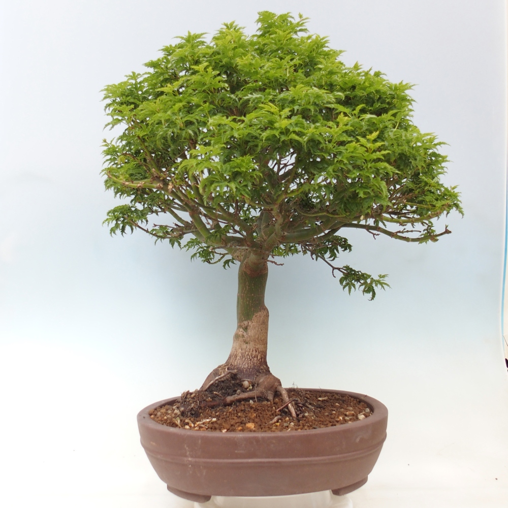 Vonkajšia bonsaj -Javorská palma Acer palmatum Shishigashira