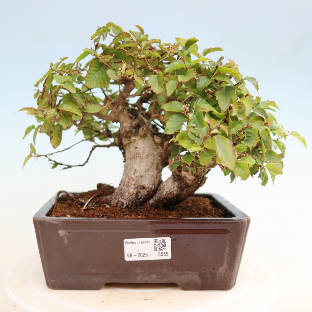 Vonkajšie bonsaje -Carpinus CARPINOIDES - Hrab kórejský