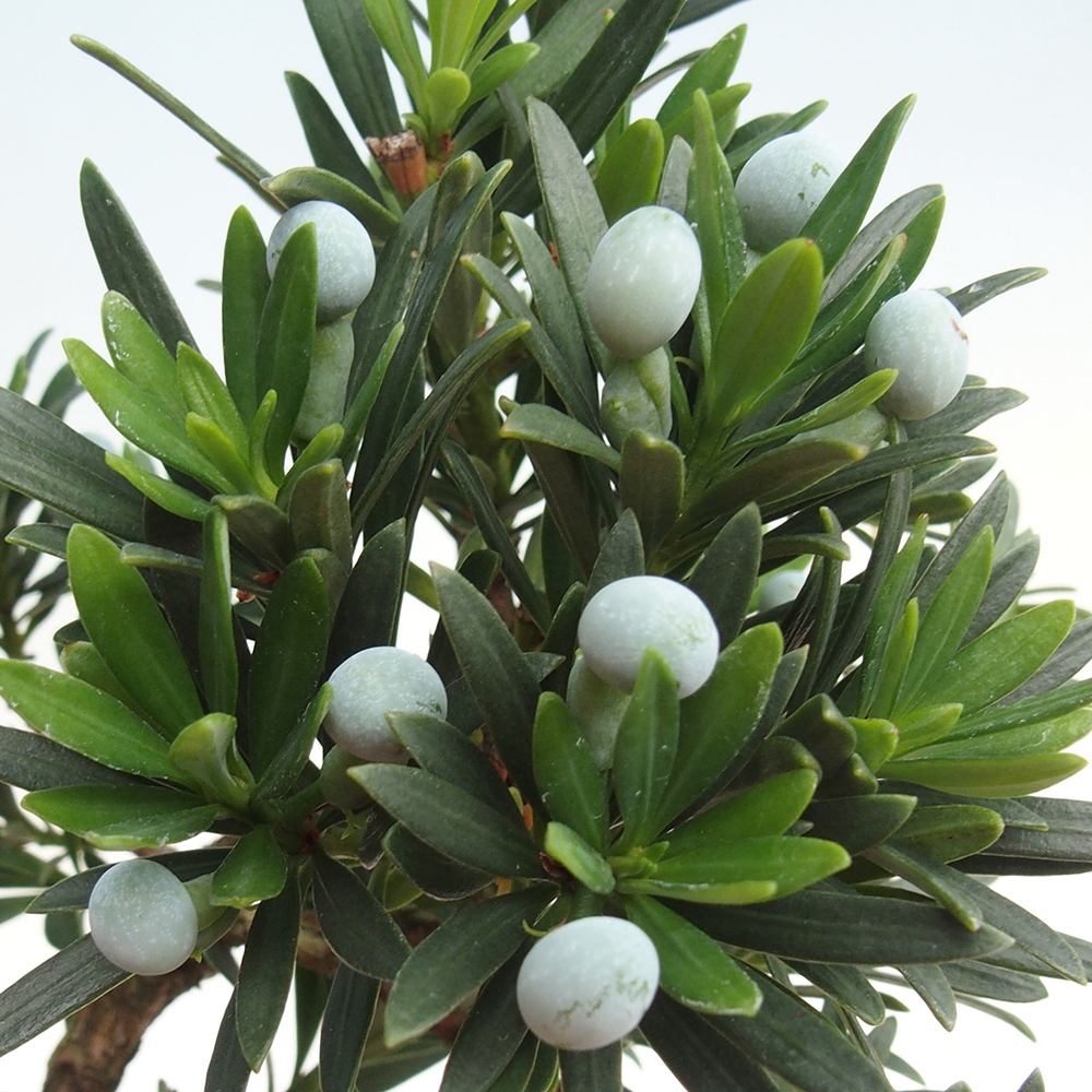 Izbové bonsaje - Podocarpus - Kamenný tis