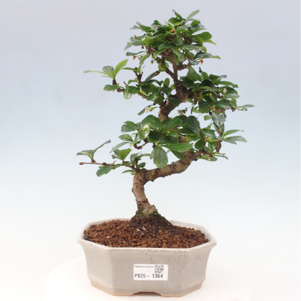 Izbová bonsai - Carmona macrophylla - Čaj fuki