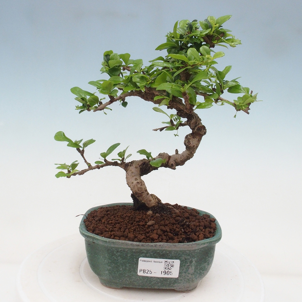 Izbová bonsai - Carmona macrophylla - Čaj fuki