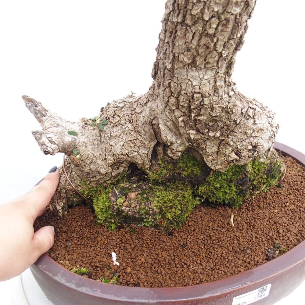 Izbová bonsai - Olea europaea sylvestris -Oliva evropská drobnolistá