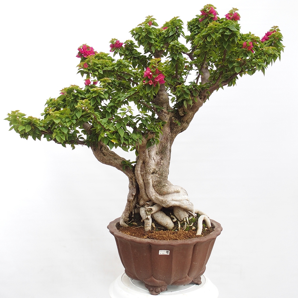 Izbová bonsai - Bouganwilea