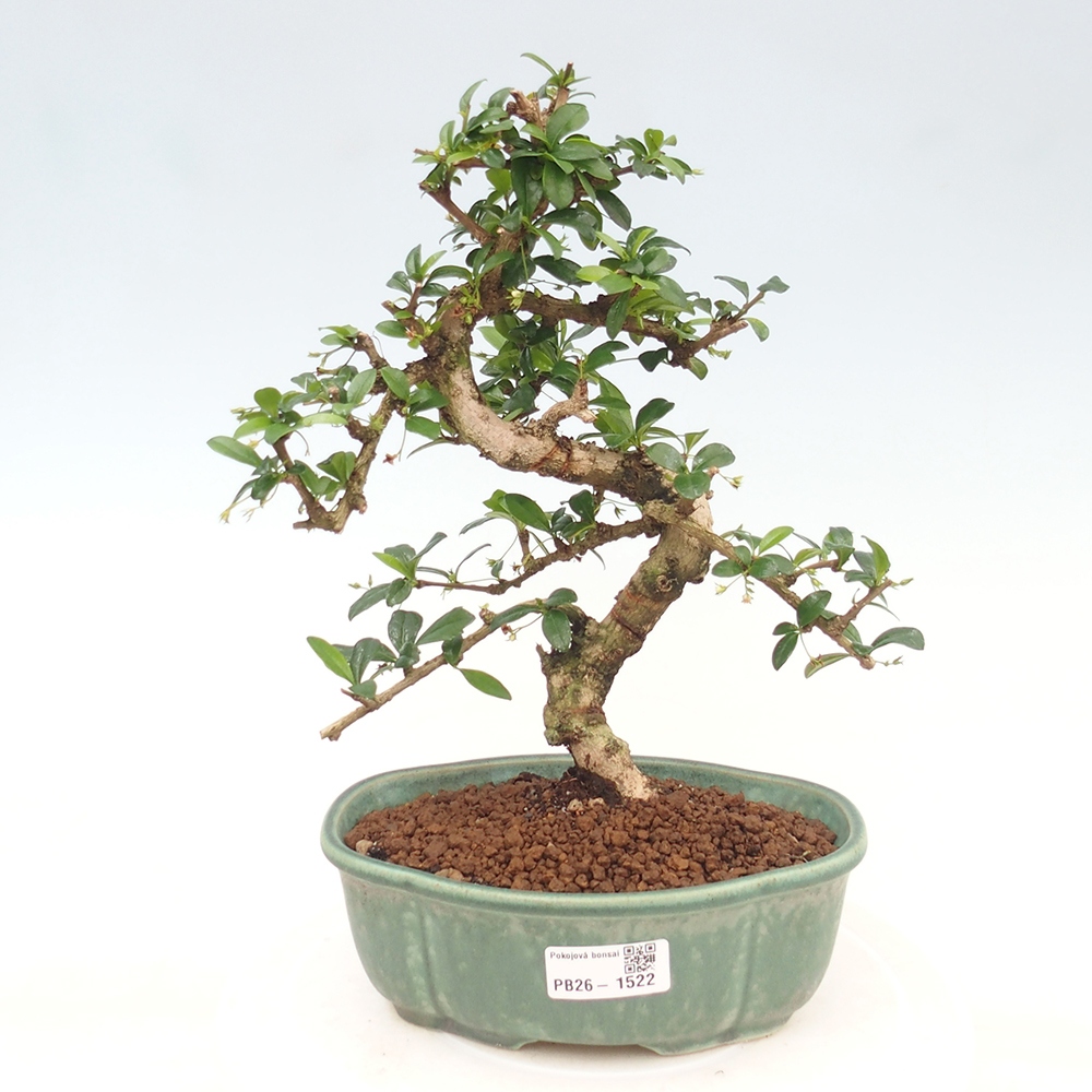 Izbové bonsaje - Carmona macrophylla - Tea fuki