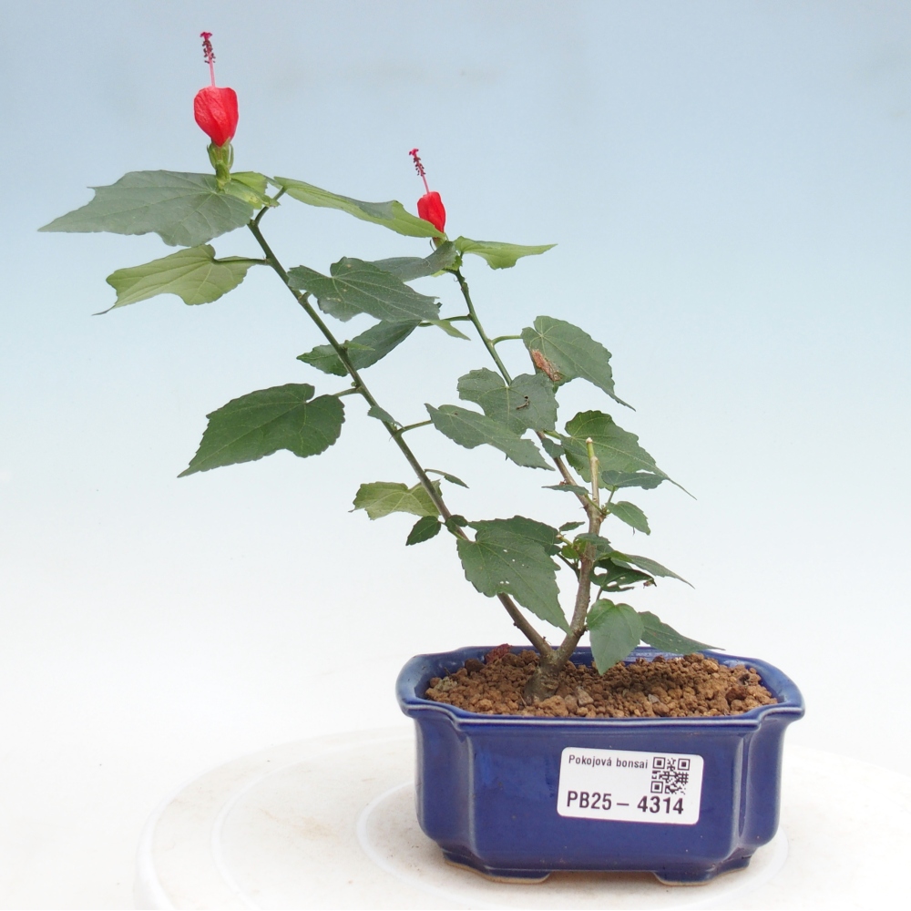 Izbový bonsaj - Malvaviscus arboreus