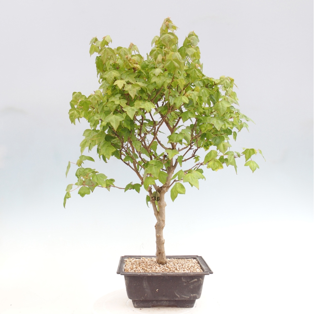 Vonkajšia bonsaj - Acer Buergerianum - Hamburgerový javor