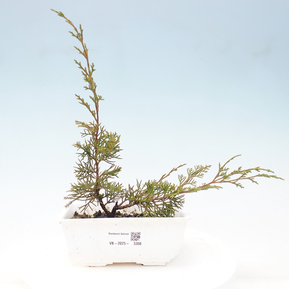 Vonkajší bonsai - Juniperus chinensis Itoigawa -Jalovec čínsky