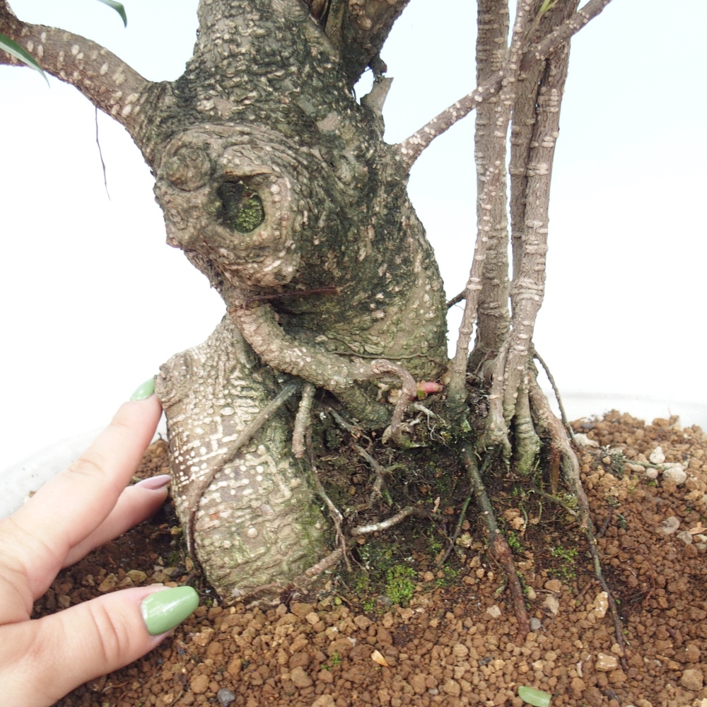 Izbové bonsaje - Ficus kimmen - drobnolistý fikus - len osobný odber alebo preprava na paletách