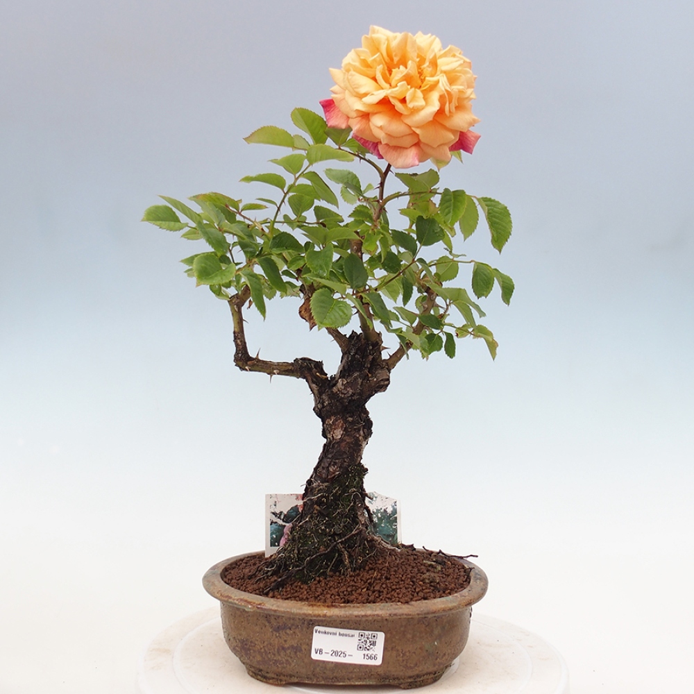 Vonkajší bonsai - Rosa Kordes - ruža