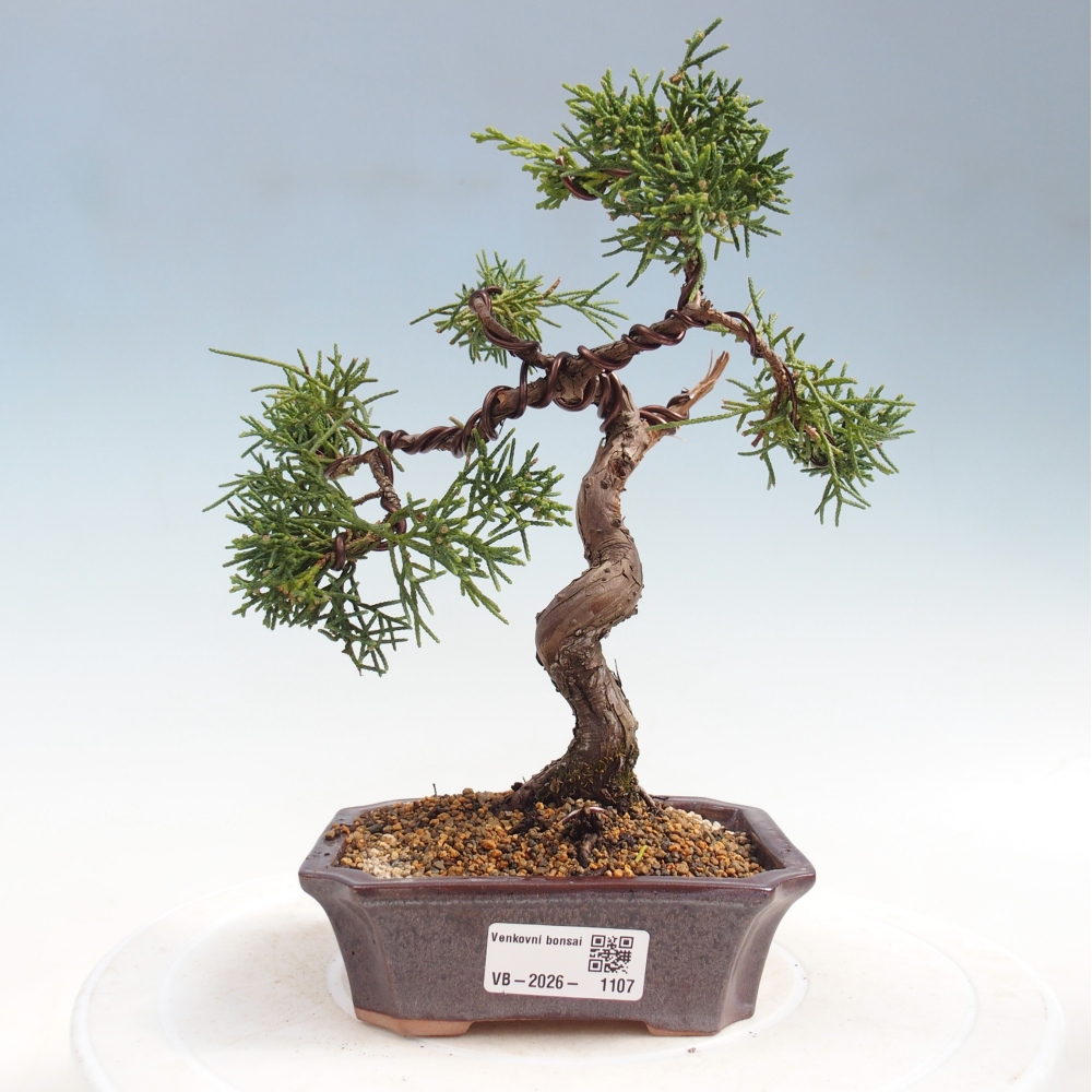 Vonkajší bonsaj - Juniperus chinensis Kishu
