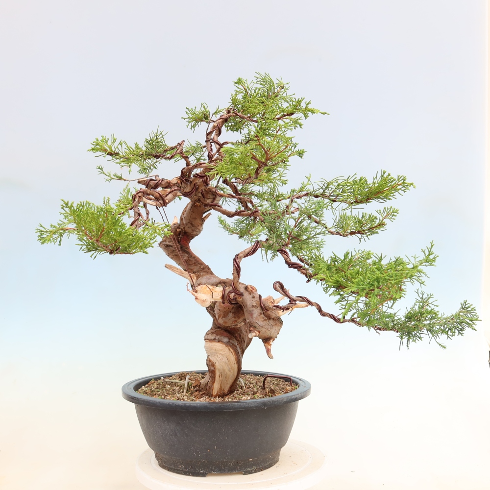Vonkajší bonsai – Juniperus chinensis Itoigawa – čínsky jalovec