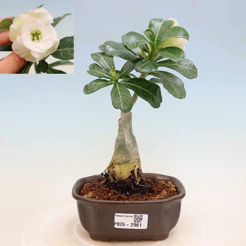 Izba bonsai – Adenium obesum, štepené V.F.S.407 – Púštna ruža