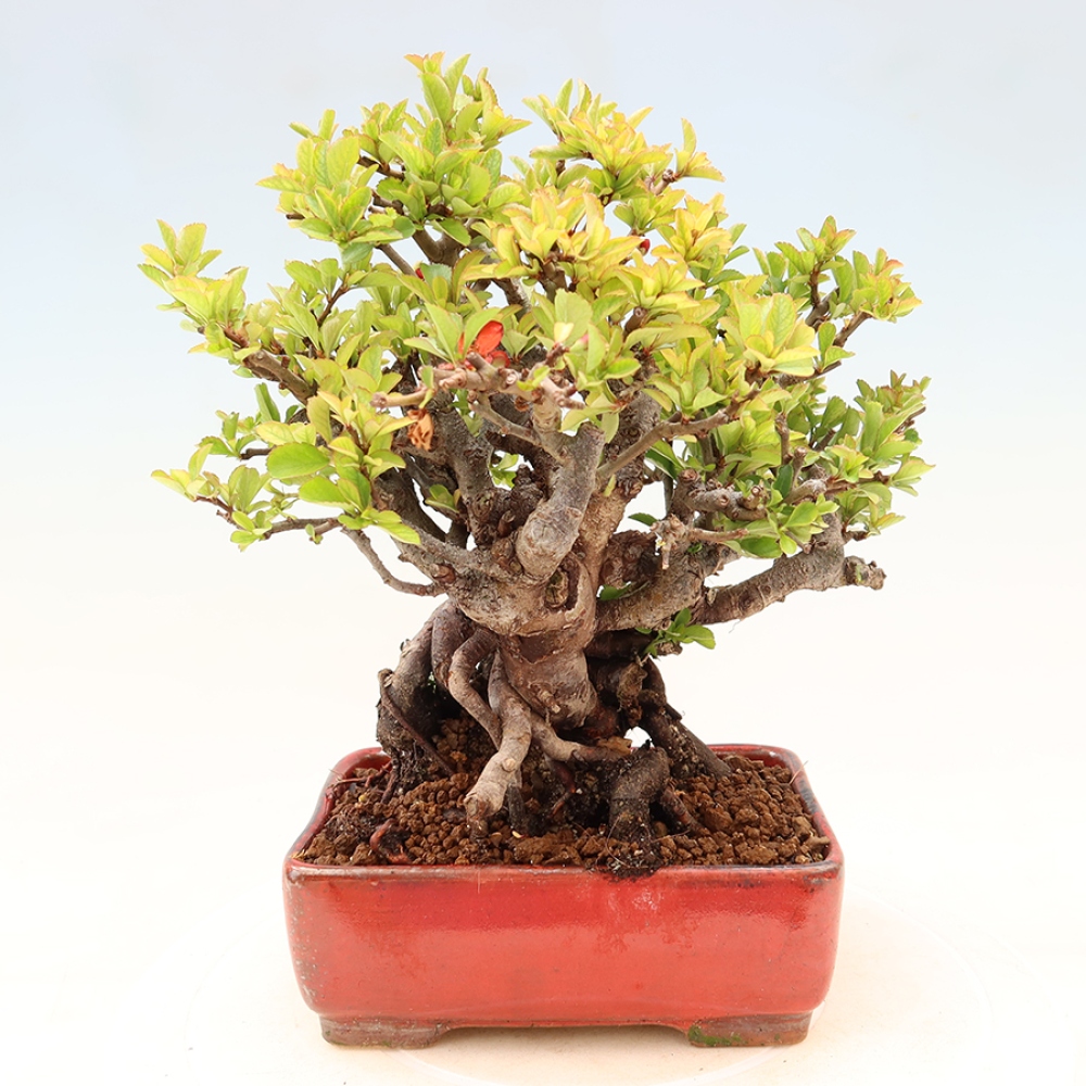 Vonkajší bonsaj - Chaneomeles speciosa Chojubai