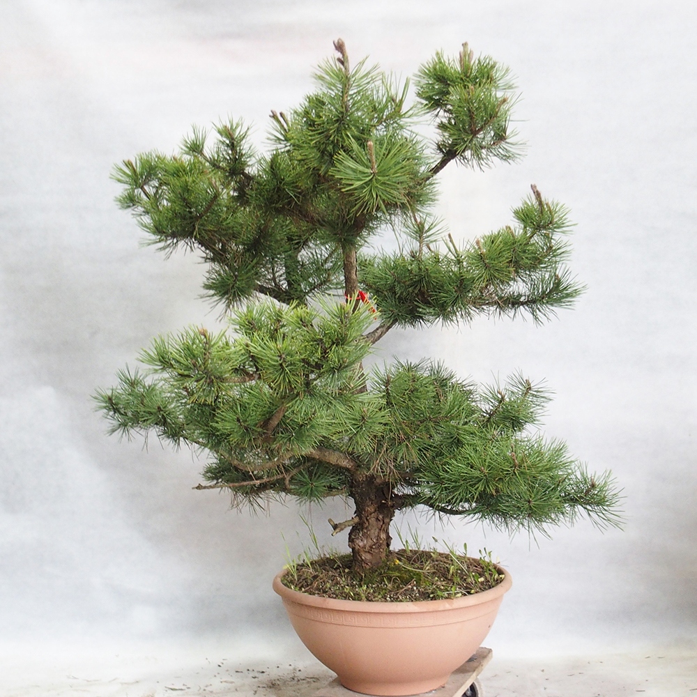 Vonkajší bonsai - Pinus Nigra - Borovica čierna