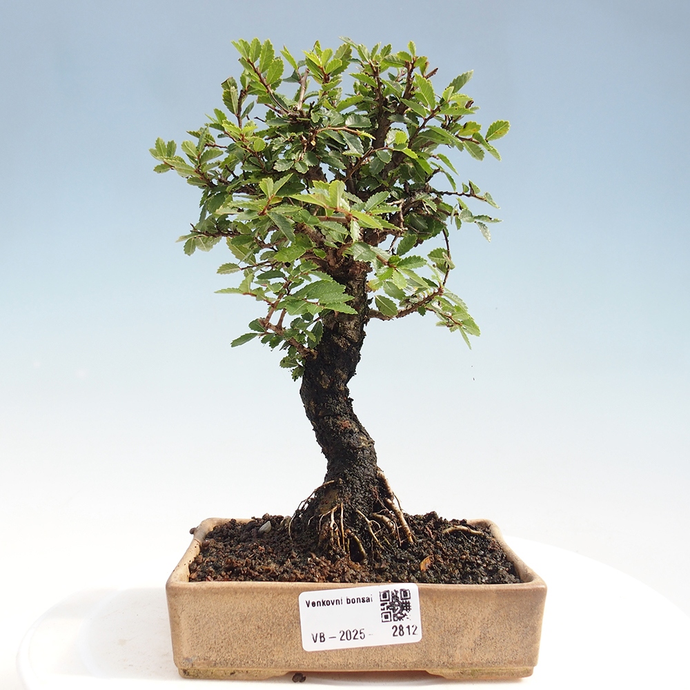 Vonkajšie bonsai - Zelkova - Zelkova Nirom