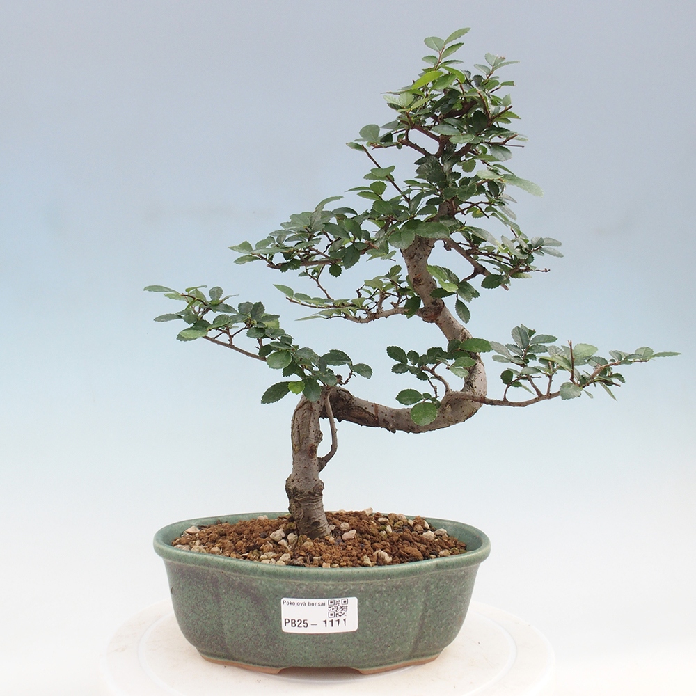 Izbová bonsai - Ulmus parvifolia - Malolistý brest