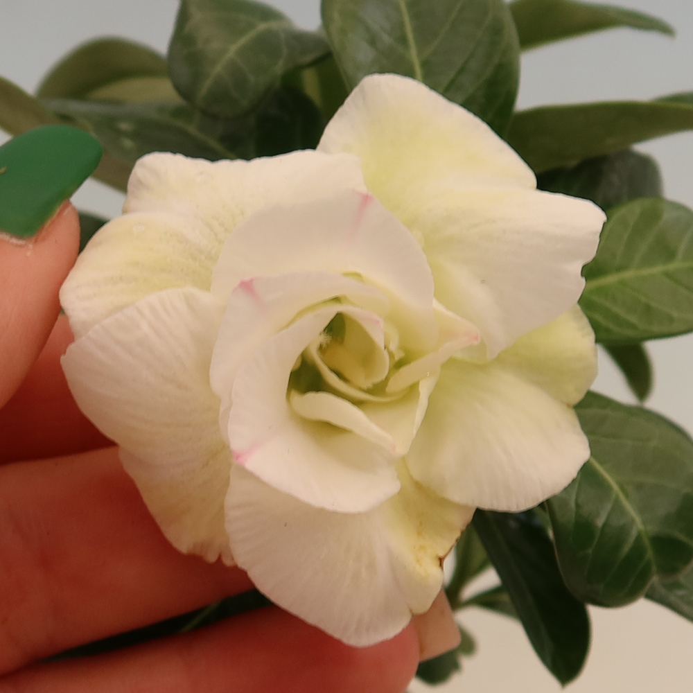 Izba bonsai – Adenium obesum, štepené V.F.S.407 – Púštna ruža