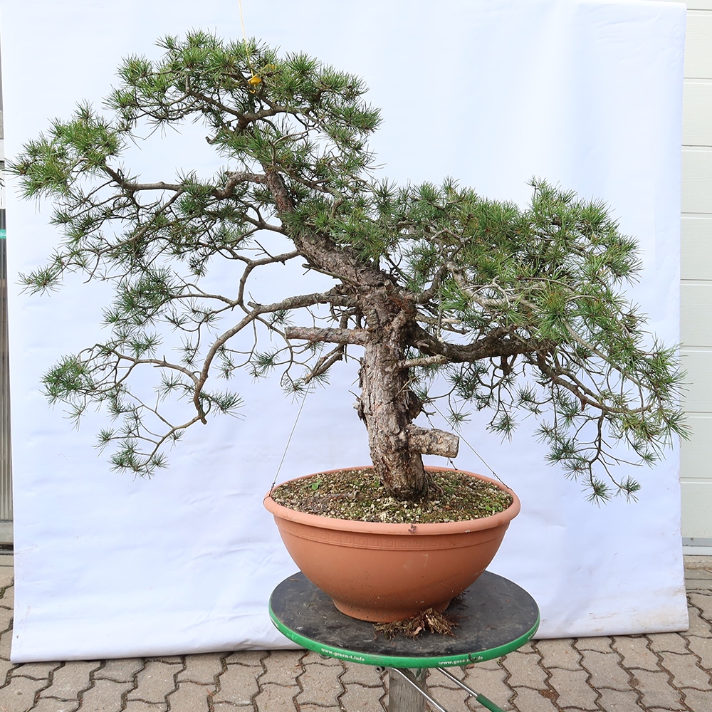 Pinus sylvestris Španielsko – borovica lesná
