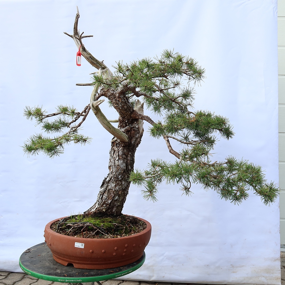Pinus sylvestris Španielsko – borovica lesná