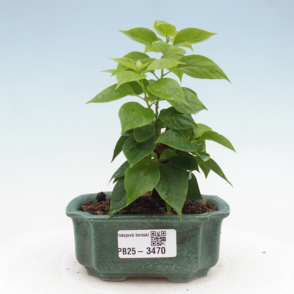 Izbové bonsaje - Bouganwilea