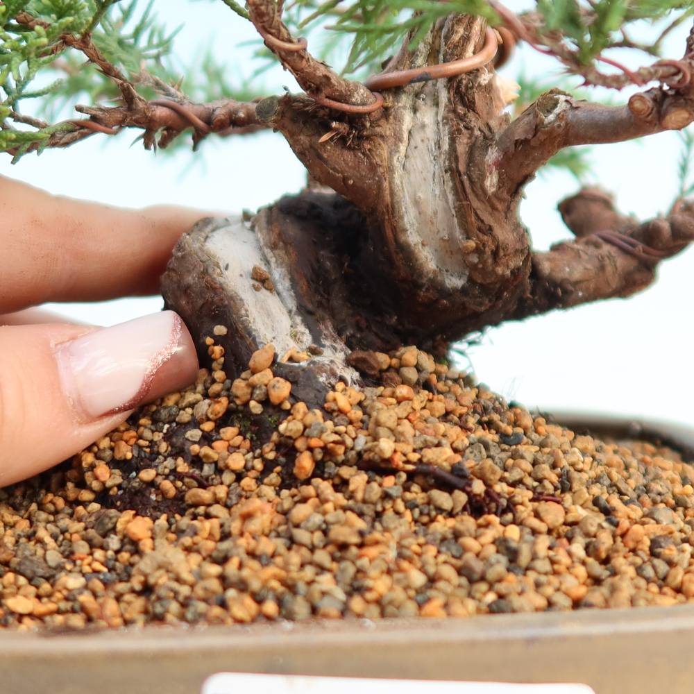 Vonkajší bonsai - Juniperus chinensis Itoigawa -Jalovec čínsky