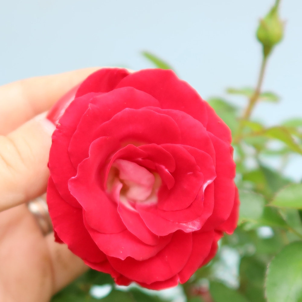 Vonkajšie bonsaje – Rosa Kordes – ruže