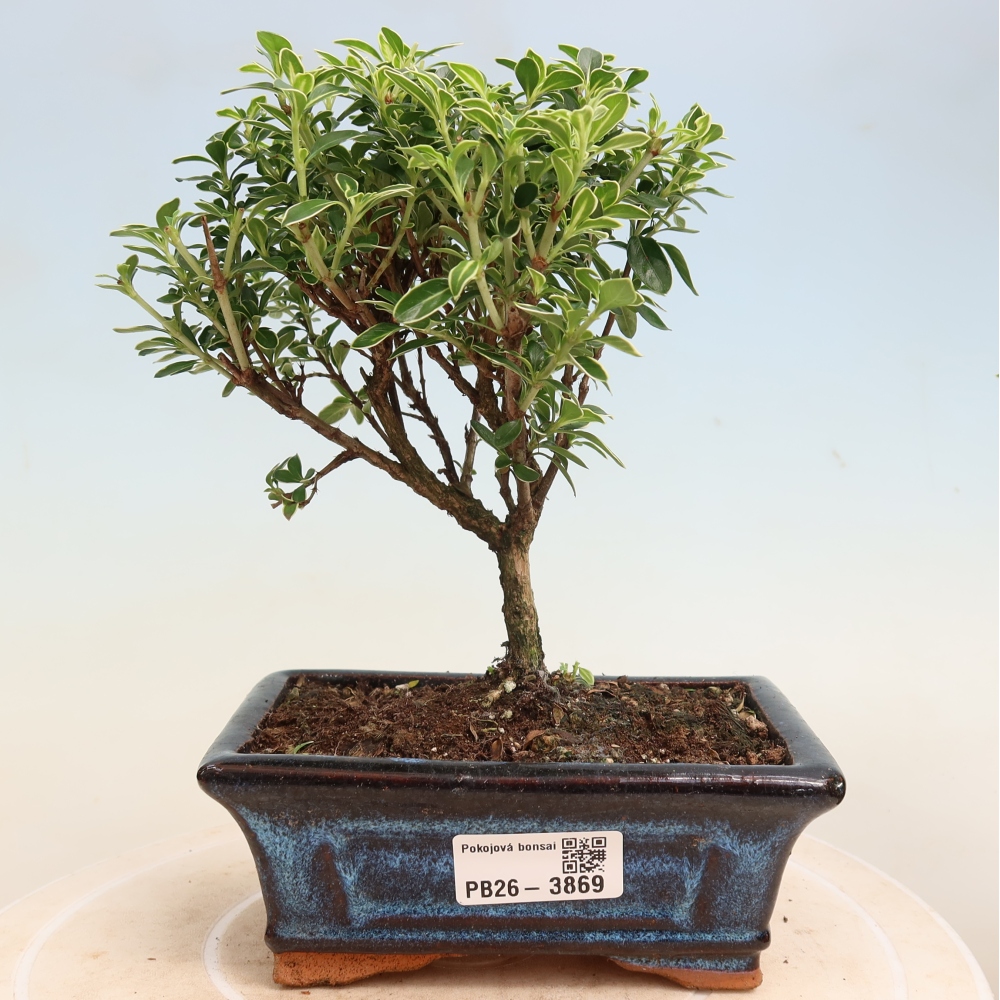 Izba bonsai – Serissa foetida Variegata – Strom tisíc hviezd