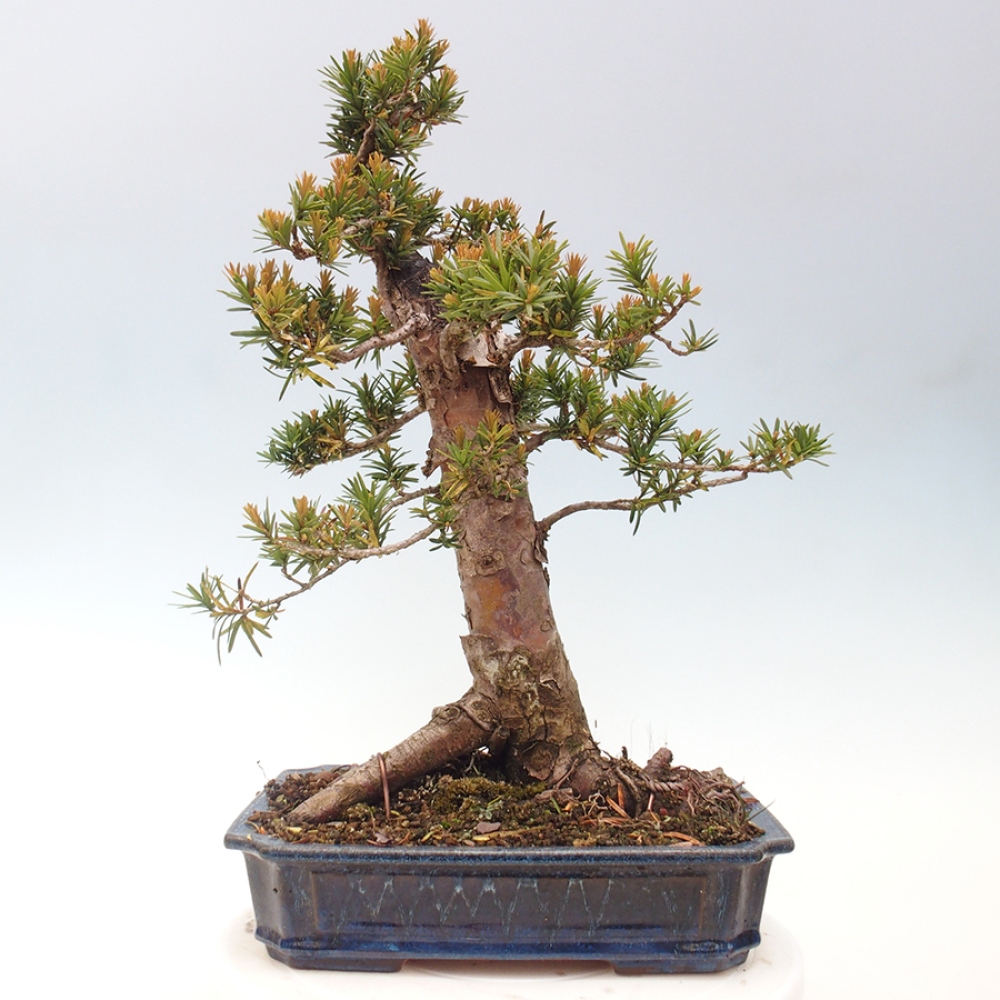 Vonkajší bonsai - Taxus cuspidata - Tis japonský