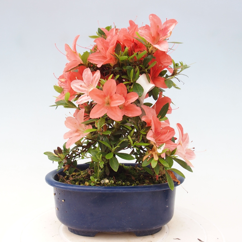 Vonkajší bonsai - Japonská azalka -  Azalea Nikko
