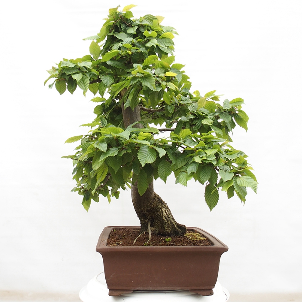 Vonkajší bonsai - Hrab obyčajný - Carpinus betulus