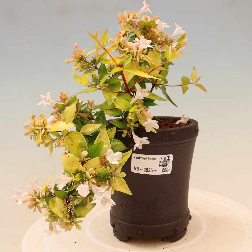 Vonkajší bonsai – Abelia gr. Kleidoscope – Abélie veľkokvetá