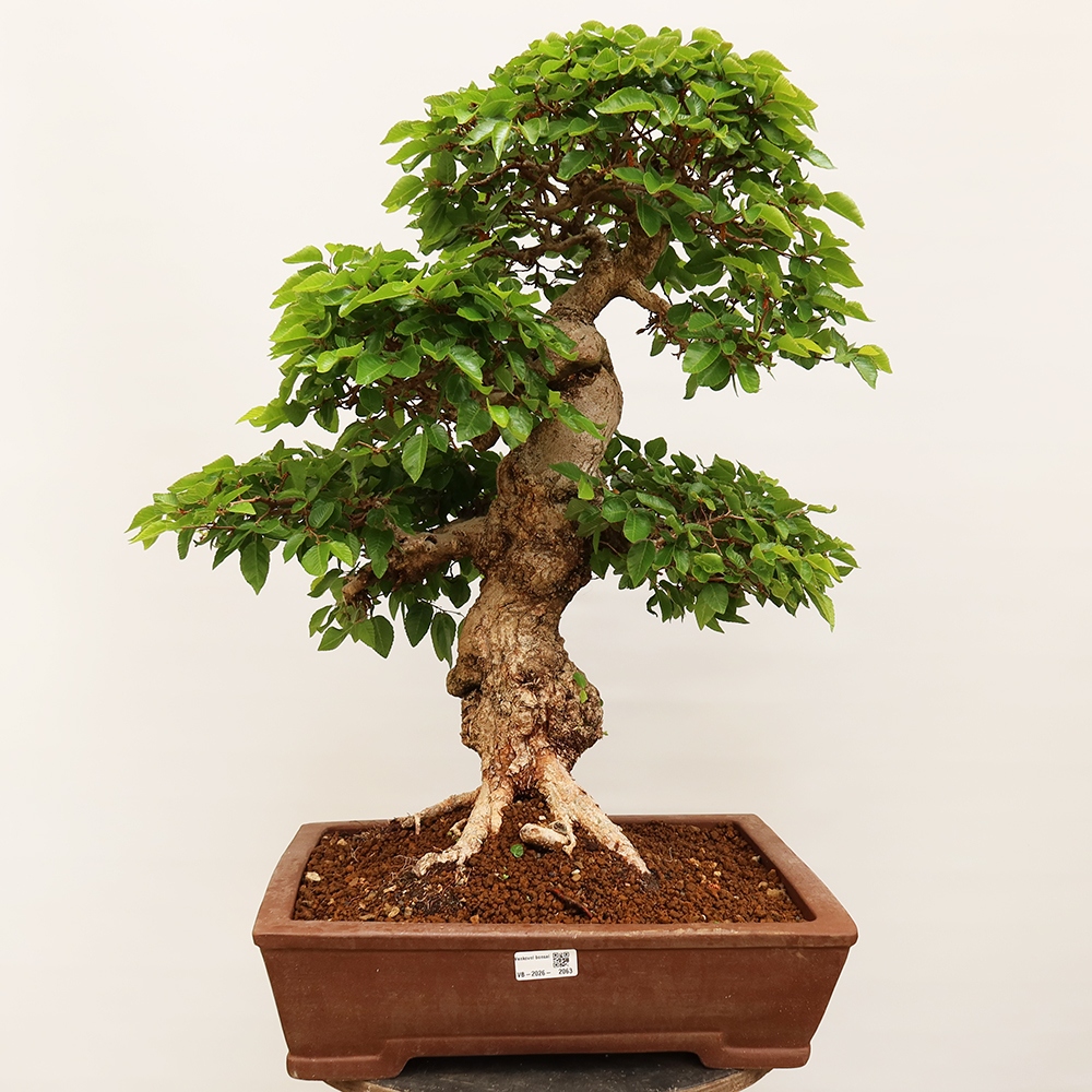 Vonkajší bonsai -Carpinus Coreana - Hrab kórejský