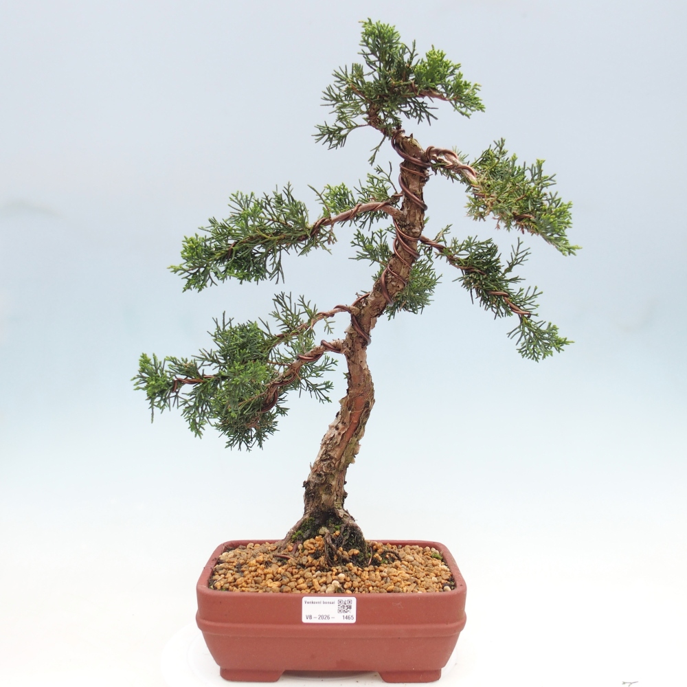 Vonkajší bonsaj - Juniperus chinensis Kishu
