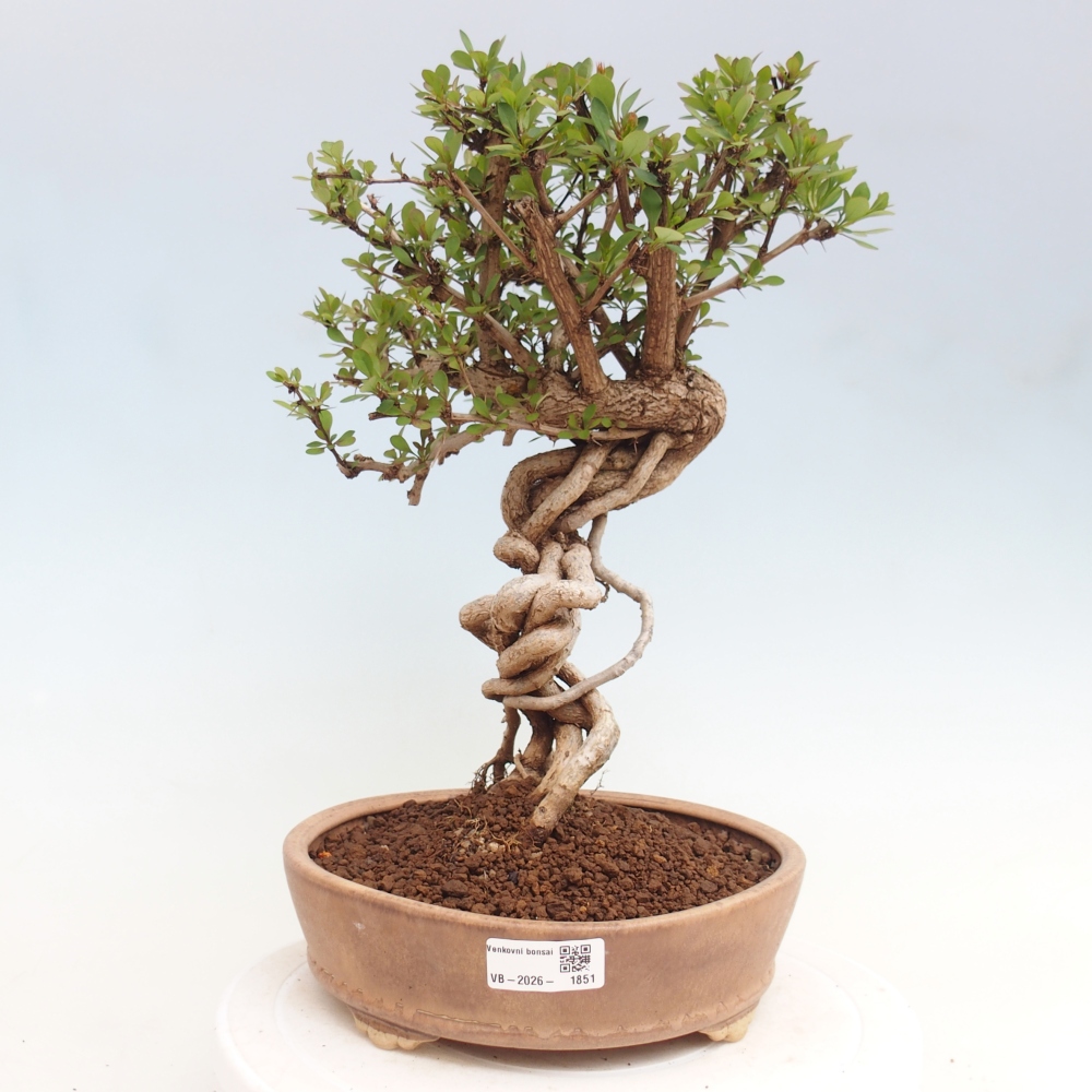 Vonkajšie bonsaje - Berberis coreana