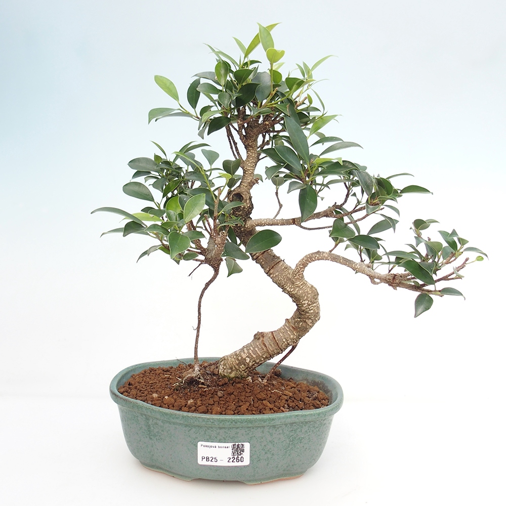Izbová bonsai - Ficus retusa - malolistá fikus