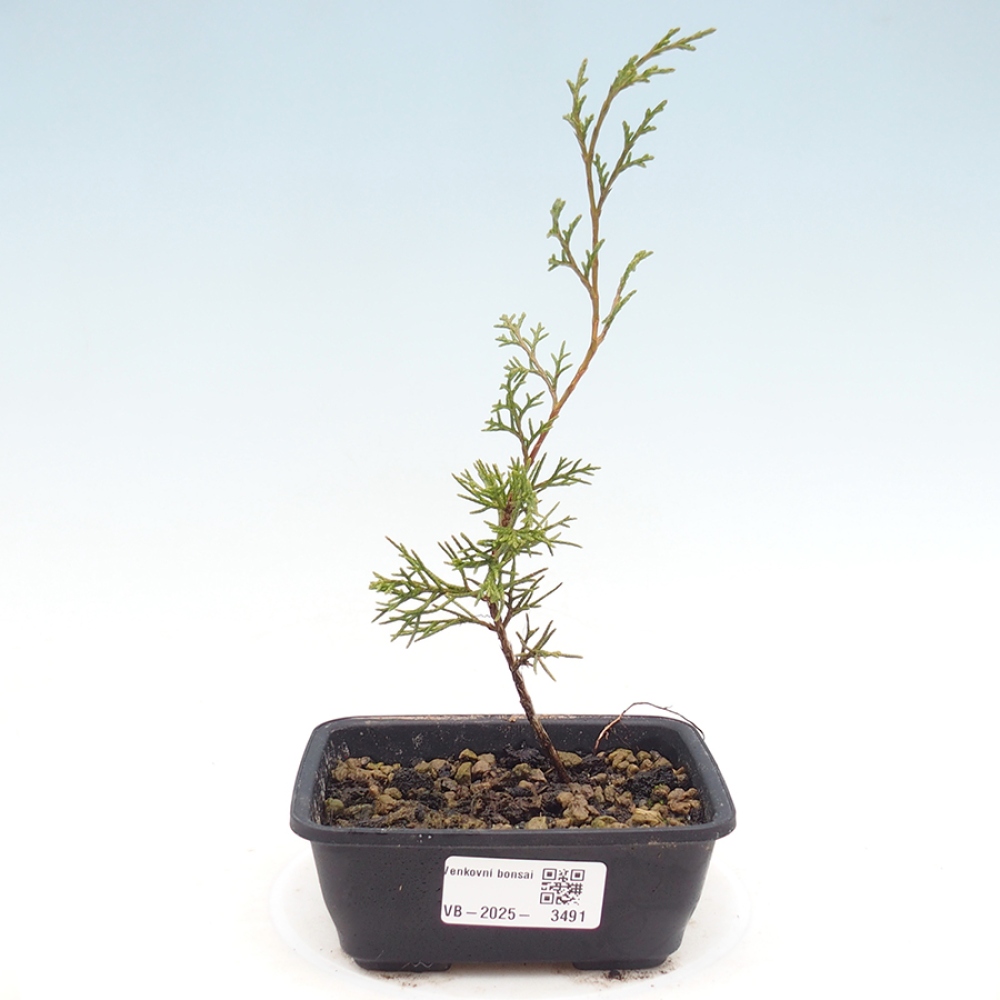 Vonkajší bonsaj - Juniperus chinensis Itoigawa
