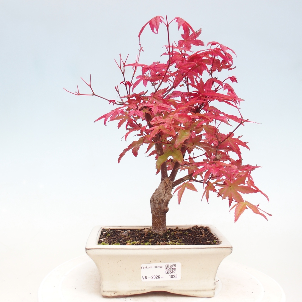 Vonkajší bonsaj - Acer palmatum DESHOJO