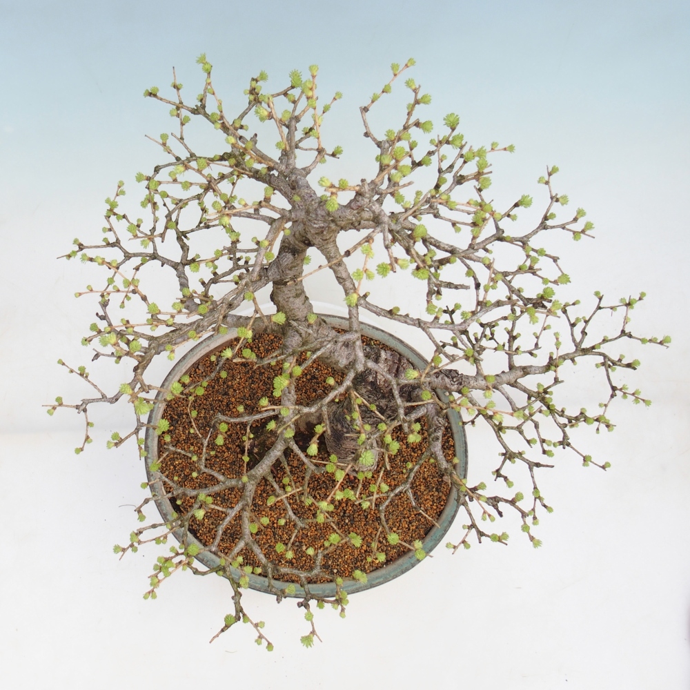 Vonkajšie bonsaje -Larix decidua - Smrekovec