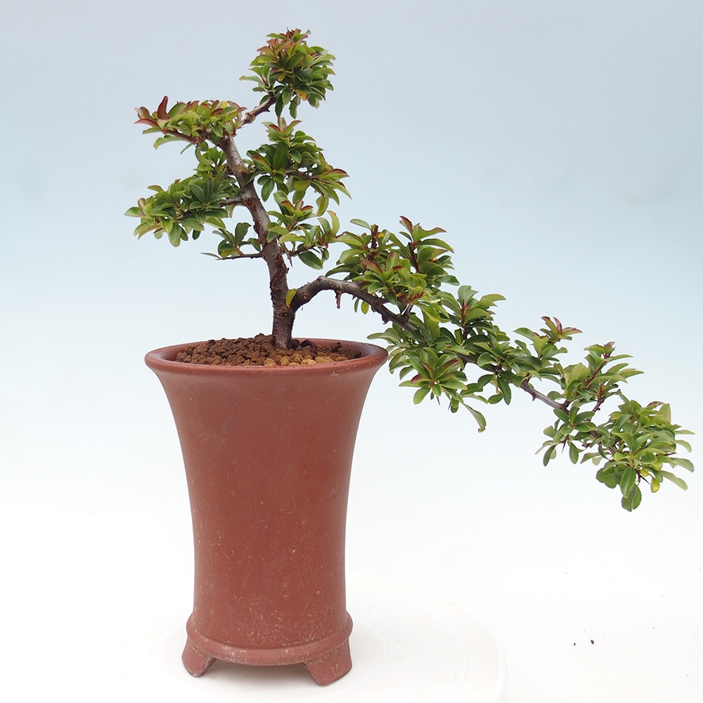Vonkajšie bonsaje-Pyracantha Teton -Hlox