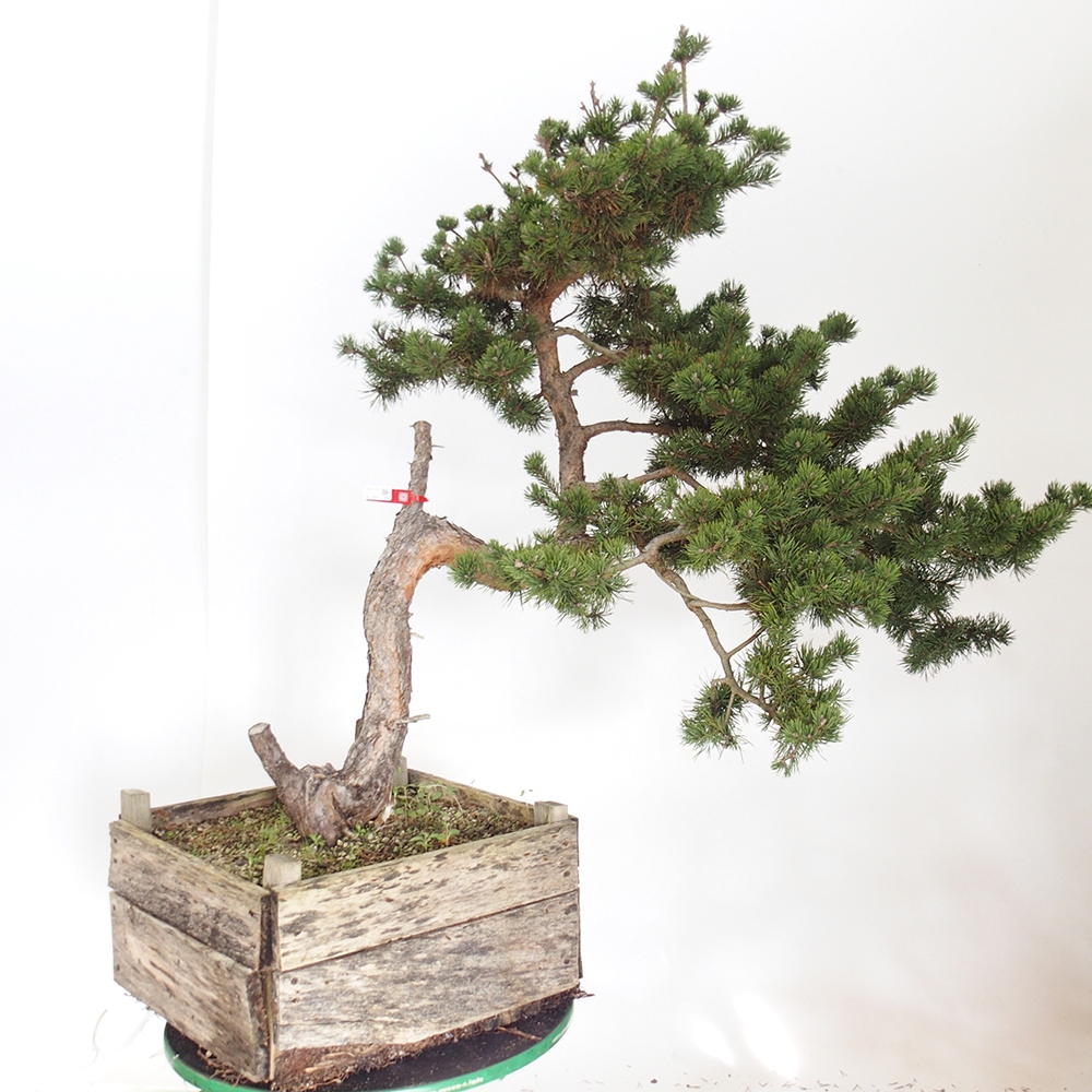 Yamadori - Pinus sylvestris Španielsko