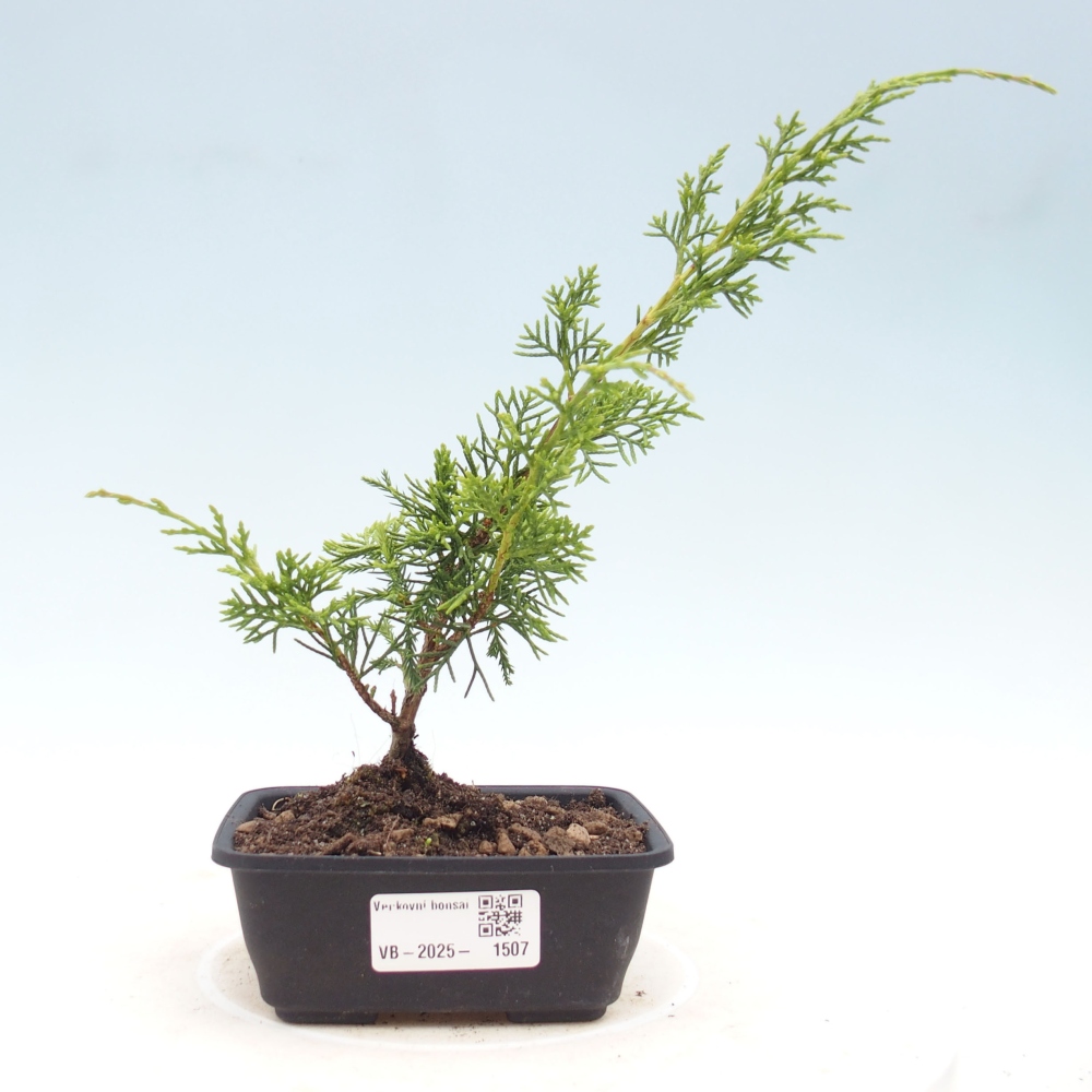 Vonkajší bonsai - Juniperus chinensis Itoigawa -Jalovec čínsky