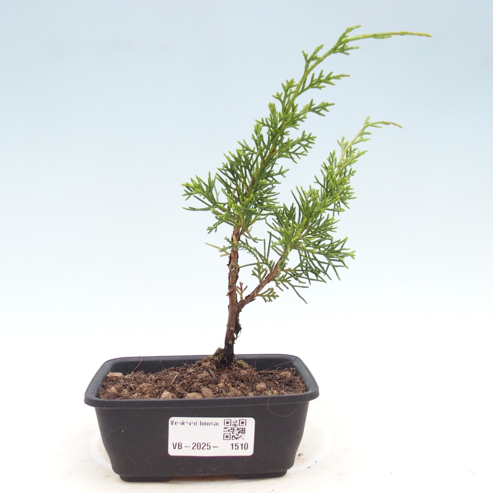 Vonkajší bonsai - Juniperus chinensis Itoigawa -Jalovec čínsky